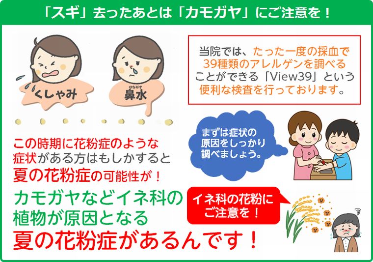 夏の花粉症